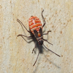 Dysdercus sidae at Majura, ACT - 19 May 2019 12:43 PM