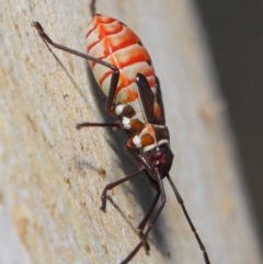 Dysdercus sidae at Majura, ACT - 19 May 2019 12:43 PM