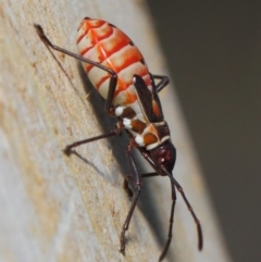 Dysdercus sidae at Majura, ACT - 19 May 2019 12:43 PM