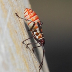 Dysdercus sidae at Majura, ACT - 19 May 2019 12:43 PM