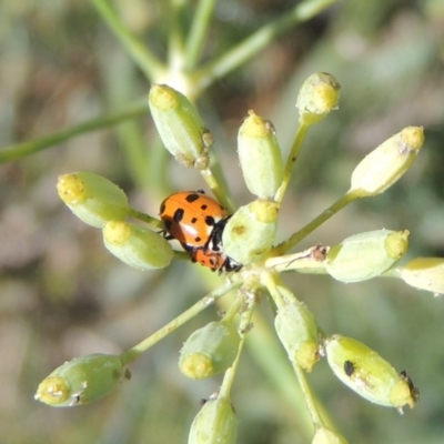 Hippodamia variegata (Spotted Amber Ladybird) at Point Hut to Tharwa - 27 Mar 2019 by michaelb