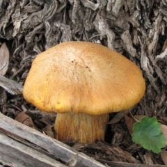 Gymnopilus junonius (Spectacular Rustgill) at Dunlop, ACT - 24 May 2019 by Kurt