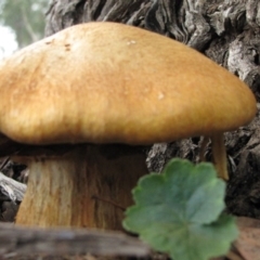 Gymnopilus junonius at Molonglo River Reserve - 24 May 2019