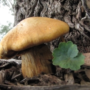 Gymnopilus junonius at Molonglo River Reserve - 24 May 2019