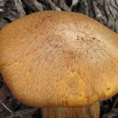 Gymnopilus junonius at Molonglo River Reserve - 24 May 2019