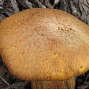 Gymnopilus junonius at Molonglo River Reserve - 24 May 2019