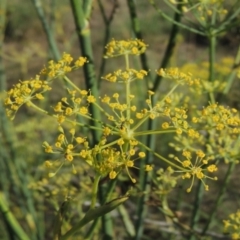 Foeniculum vulgare (Fennel) at Point Hut to Tharwa - 27 Mar 2019 by michaelb