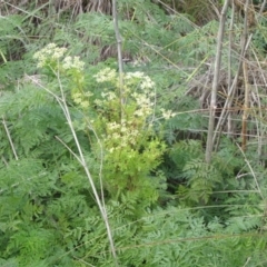 Conium maculatum (Hemlock) at Dunlop, ACT - 24 May 2019 by Kurt