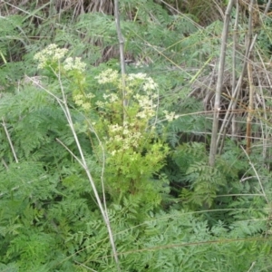 Conium maculatum at Molonglo River Reserve - 24 May 2019