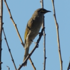 Caligavis chrysops (Yellow-faced Honeyeater) at Gordon, ACT - 27 Mar 2019 by MichaelBedingfield