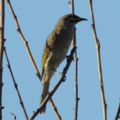 Caligavis chrysops (Yellow-faced Honeyeater) at Point Hut to Tharwa - 27 Mar 2019 by michaelb