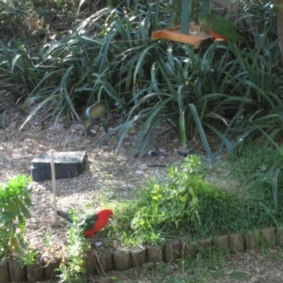Alisterus scapularis (Australian King-Parrot) at Florey, ACT - 25 May 2019 by Kurt