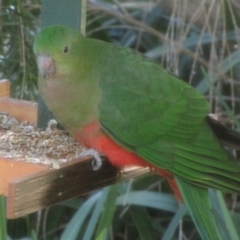 Alisterus scapularis at Florey, ACT - 25 May 2019 09:16 AM