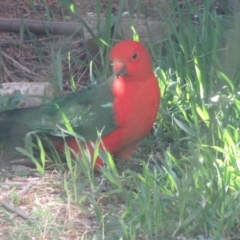 Alisterus scapularis at Florey, ACT - 25 May 2019 09:16 AM