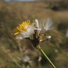 Chondrilla juncea (Skeleton Weed) at Gordon, ACT - 27 Mar 2019 by MichaelBedingfield