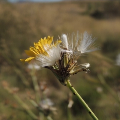 Chondrilla juncea (Skeleton Weed) at Gordon, ACT - 27 Mar 2019 by MichaelBedingfield