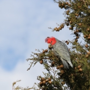 Callocephalon fimbriatum at Chifley, ACT - 25 May 2019