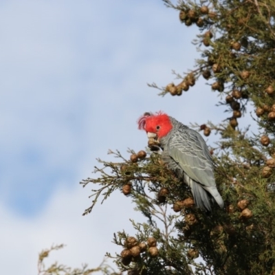 Callocephalon fimbriatum (Gang-gang Cockatoo) at Chifley, ACT - 25 May 2019 by redsnow