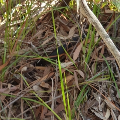 Pseudechis porphyriacus (Red-bellied Black Snake) at Sussex Inlet, NSW - 25 May 2019 by AaronClausen