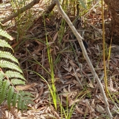 Pseudechis porphyriacus at Sussex Inlet, NSW - 25 May 2019 02:47 PM