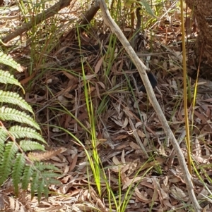 Pseudechis porphyriacus at Sussex Inlet, NSW - 25 May 2019 02:47 PM