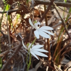 Caladenia picta (Painted Fingers) at Jervis Bay, JBT - 25 May 2019 by AaronClausen