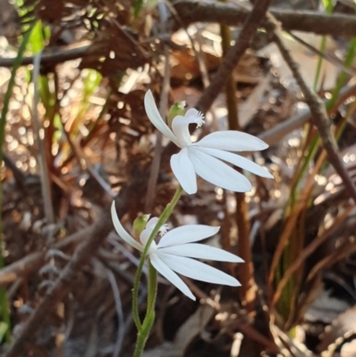Caladenia picta (Painted Fingers) at Booderee National Park - 25 May 2019 by AaronClausen