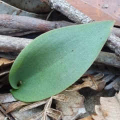 Eriochilus cucullatus (Parson's Bands) at Booderee National Park - 25 May 2019 by AaronClausen