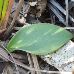 Eriochilus cucullatus (Parson's Bands) at Booderee National Park - 25 May 2019 by AaronClausen