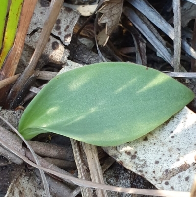 Eriochilus cucullatus (Parson's Bands) at Jervis Bay, JBT - 25 May 2019 by AaronClausen