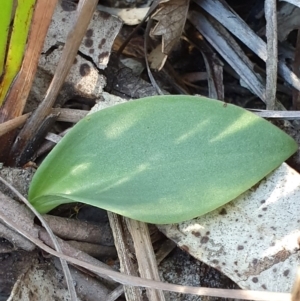 Eriochilus cucullatus at Jervis Bay, JBT - 25 May 2019