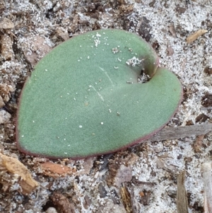 Pyrorchis nigricans at Jervis Bay, JBT - suppressed