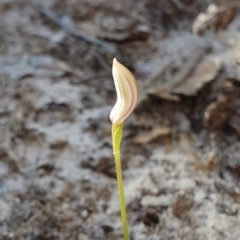 Caladenia sp. (A Caladenia) at Booderee National Park - 25 May 2019 by AaronClausen