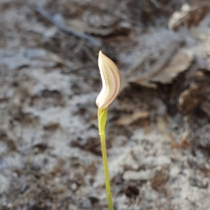 Caladenia sp. at Jervis Bay, JBT - suppressed