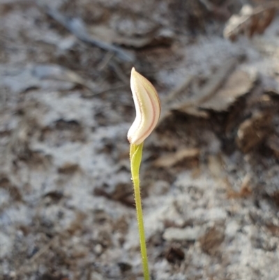 Caladenia sp. (A Caladenia) at Jervis Bay, JBT - 25 May 2019 by AaronClausen