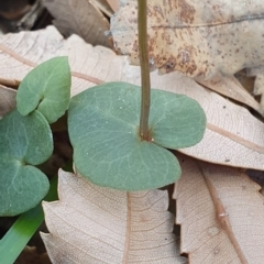 Acianthus sp. at Sussex Inlet, NSW - 25 May 2019