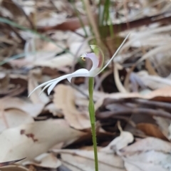 Caladenia picta (Painted Fingers) at Booderee National Park - 25 May 2019 by AaronClausen