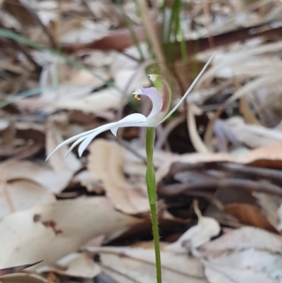 Caladenia picta (Painted Fingers) at Jervis Bay, JBT - 25 May 2019 by AaronClausen