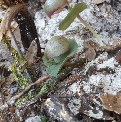 Corybas aconitiflorus (Spurred Helmet Orchid) at Jervis Bay, JBT - 25 May 2019 by AaronClausen