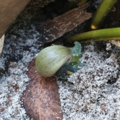 Corybas aconitiflorus at Jervis Bay, JBT - 25 May 2019