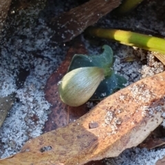 Corybas aconitiflorus at Jervis Bay, JBT - 25 May 2019