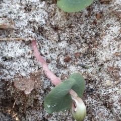 Corybas aconitiflorus at Jervis Bay, JBT - 25 May 2019