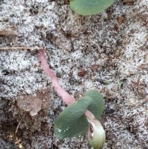 Corybas aconitiflorus at Jervis Bay, JBT - 25 May 2019