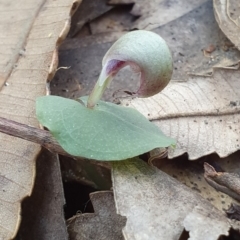 Corybas aconitiflorus at Jervis Bay, JBT - 25 May 2019