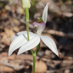 Caladenia picta (Painted Fingers) at Jervis Bay, JBT - 25 May 2019 by AaronClausen