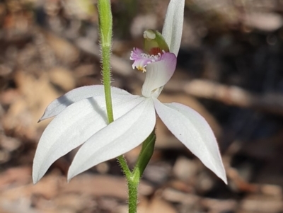 Caladenia picta (Painted Fingers) at Jervis Bay, JBT - 25 May 2019 by AaronClausen