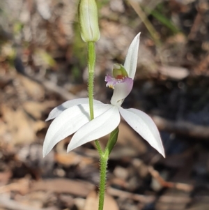 Caladenia picta at Jervis Bay, JBT - suppressed