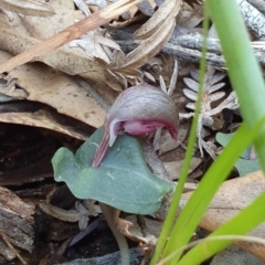 Corybas aconitiflorus (Spurred Helmet Orchid) at Booderee National Park - 25 May 2019 by AaronClausen