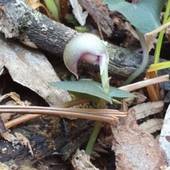 Corybas aconitiflorus at Jervis Bay, JBT - suppressed