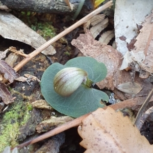 Corybas aconitiflorus at Jervis Bay, JBT - suppressed